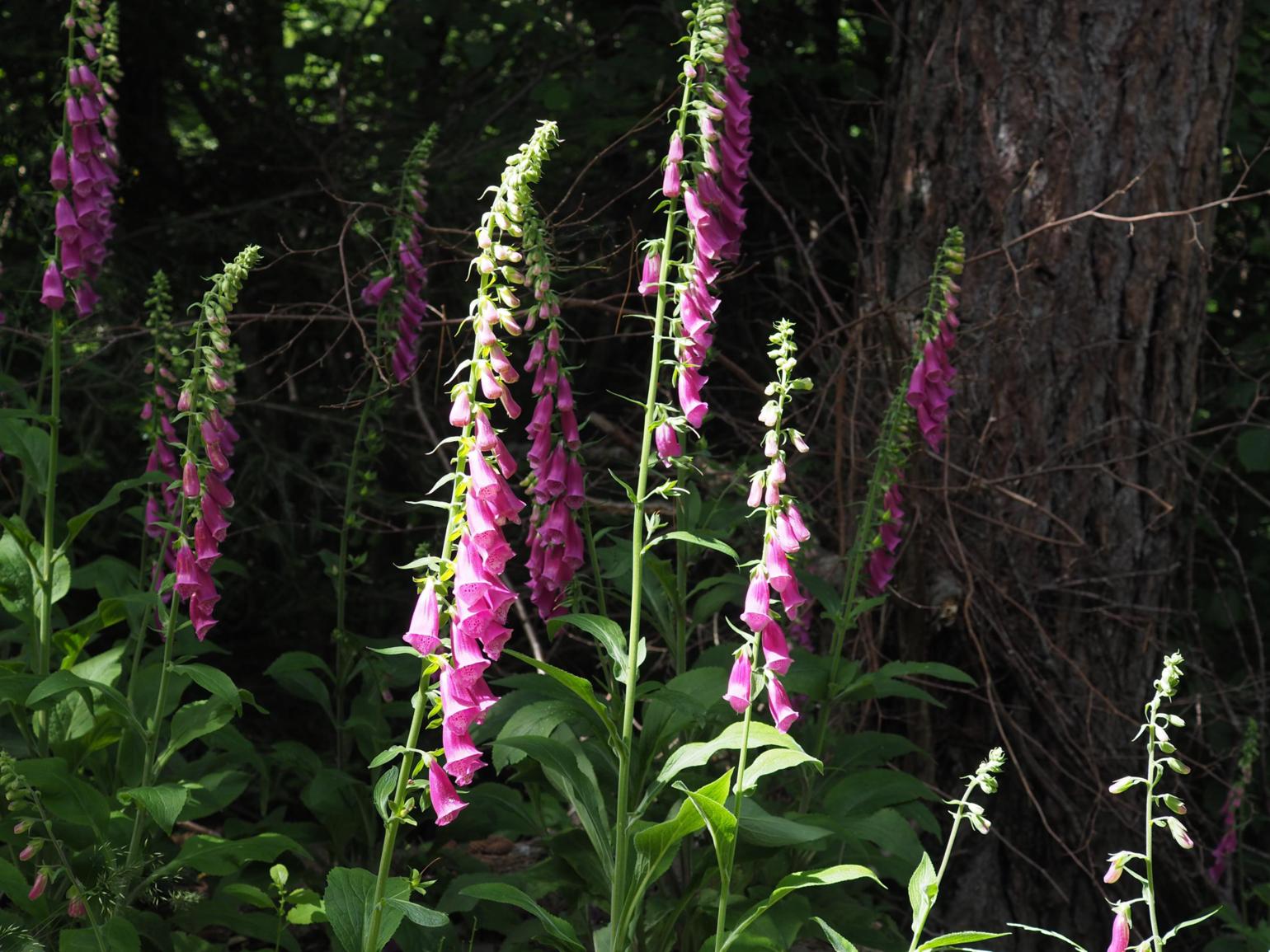 Foxglove